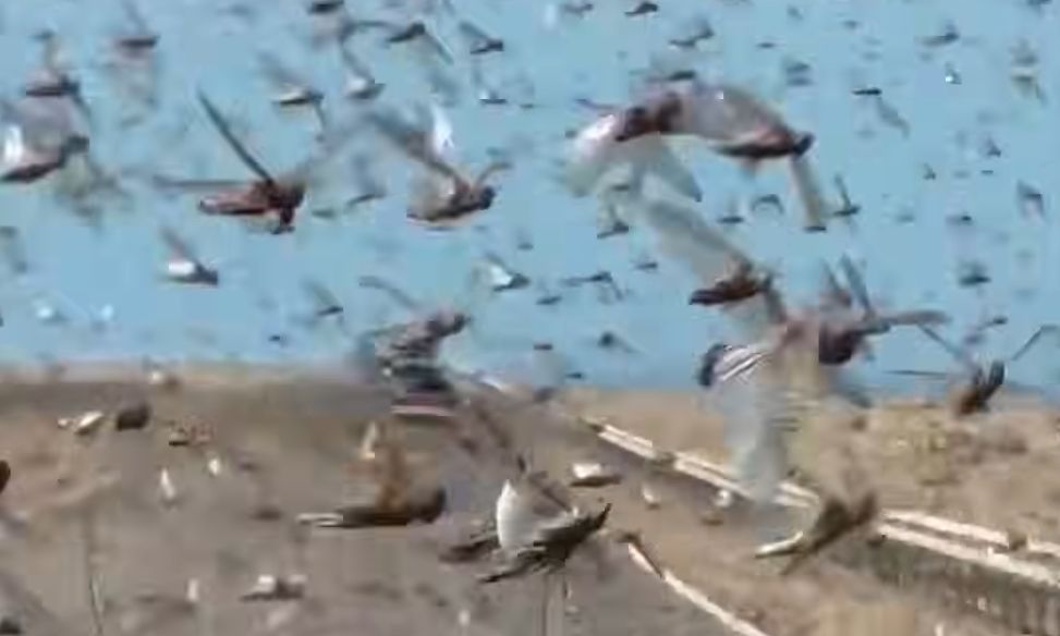 «Πνίγηκε» στις ακρίδες η Σαχάρα – Το φαινόμενο που απειλεί καλλιέργειες και κτηνοτροφία