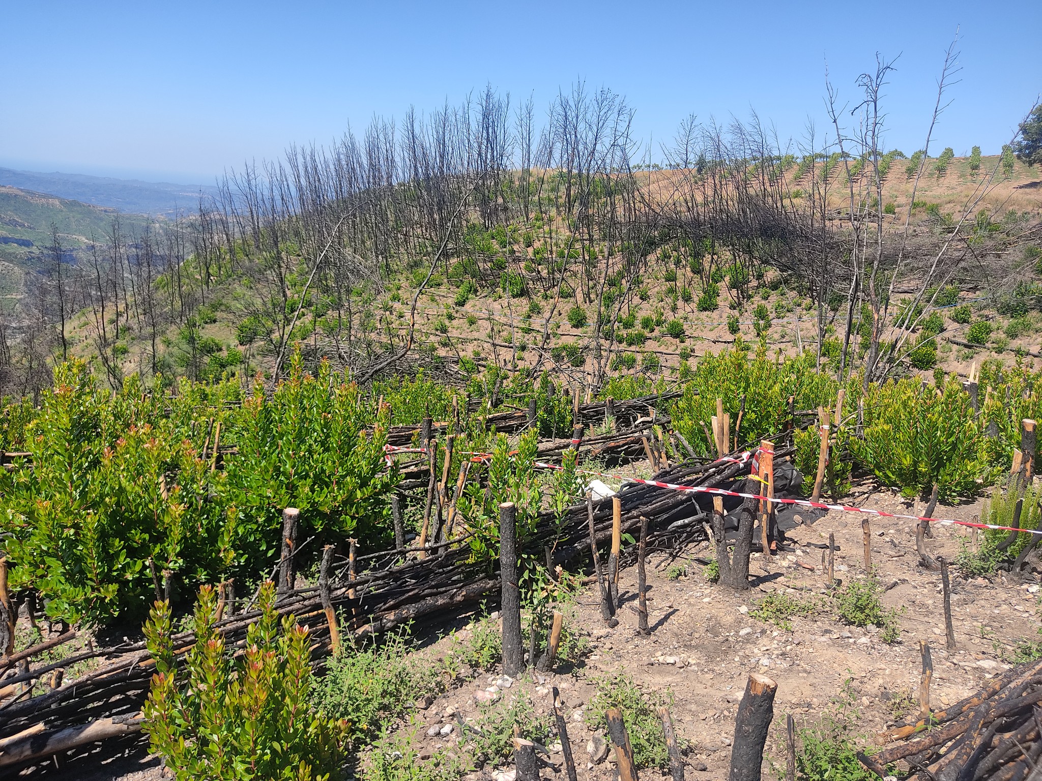 Φιλόδοξο φετινό πρόγραμμα από το δασαρχείο Πύργου