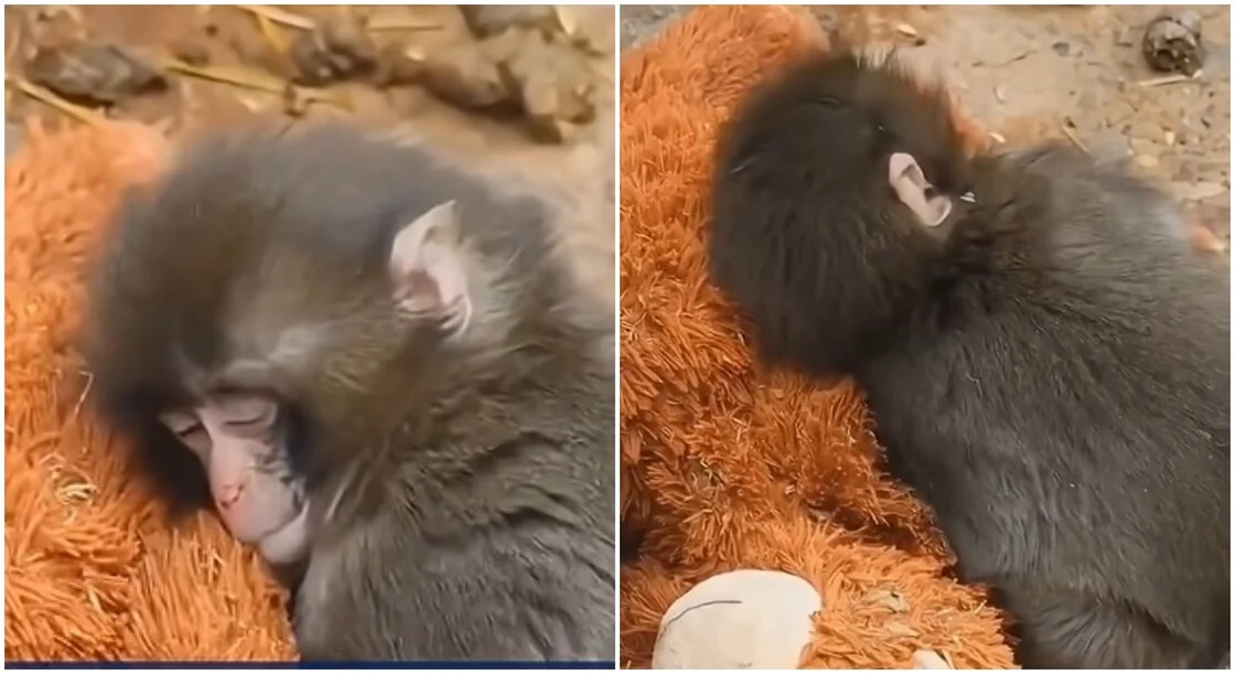 Ιαπωνία: Viral το μαϊμουδάκι που εγκαταλείφθηκε από τη μητέρα του και βρήκε παρηγοριά σε ένα λούτρινο αρκουδάκι