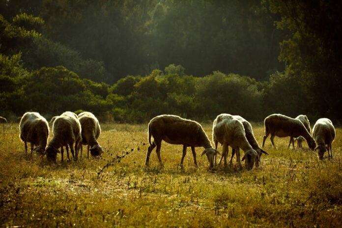 Για «πολεμικό δίμηνο» απέναντι στην ευλογιά προειδοποιούν οι κτηνοτρόφοι: «Θα δούμε άσχημες καταστάσεις» μετά το Πάσχα
