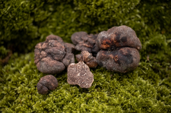 Ο άγνωστος θησαυρός των ελληνικών δασών: νέα είδη τρούφας στο μικροσκόπιο