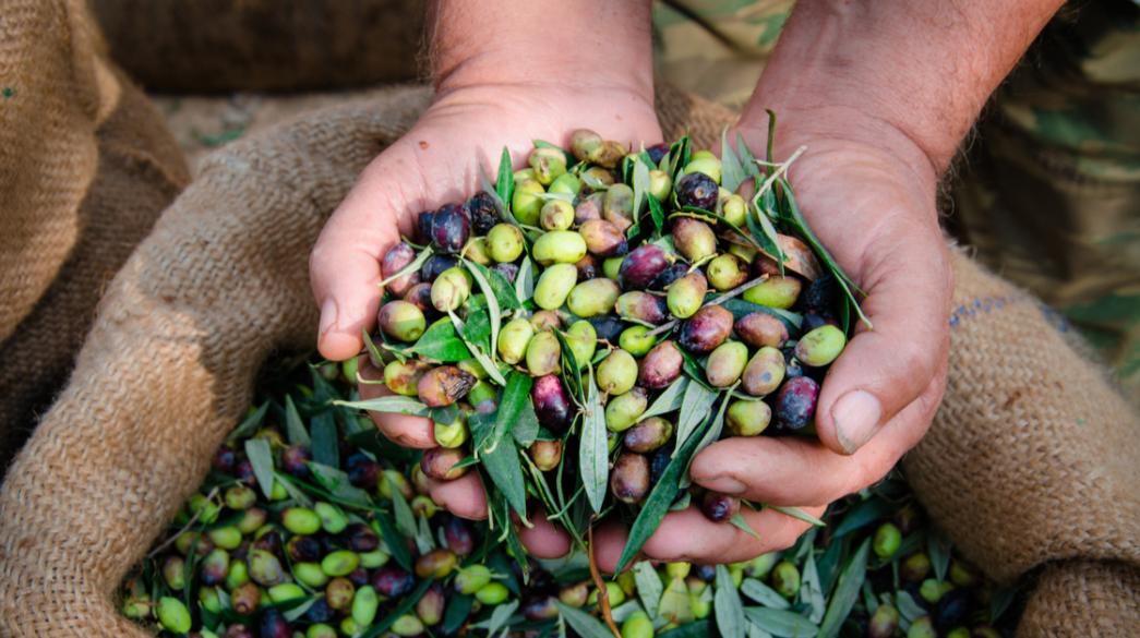 Ελαιοκομικό Μητρώο: Σε εξέλιξη οι δηλώσεις για 500.000 ιδιοκτήτες ελαιόδεντρων 