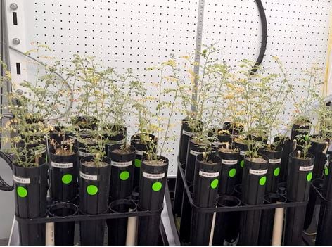 Έρχεται στα πιάτα μας το σεληνιακό χούμους (βίντεο)