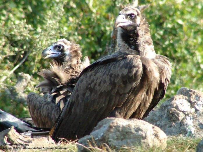 Έβρος: Νεκροί 9 μαυρόγυπες στη Δαδιά – «Το μεγαλύτερο έγκλημα δηλητηριασμένων δολωμάτων των τελευταίων ετών»