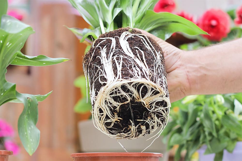 Αλλαγή γλάστρας: Ευκαιρία να πολλαπλασιάσουμε φυτά (video)