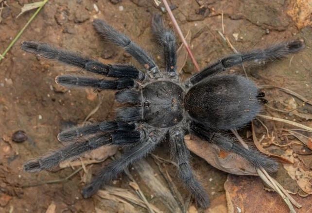 Ανακαλύφθηκαν 4 άγνωστα είδη ταραντούλας με μοναδικά χαρακτηριστικά (βίντεο)