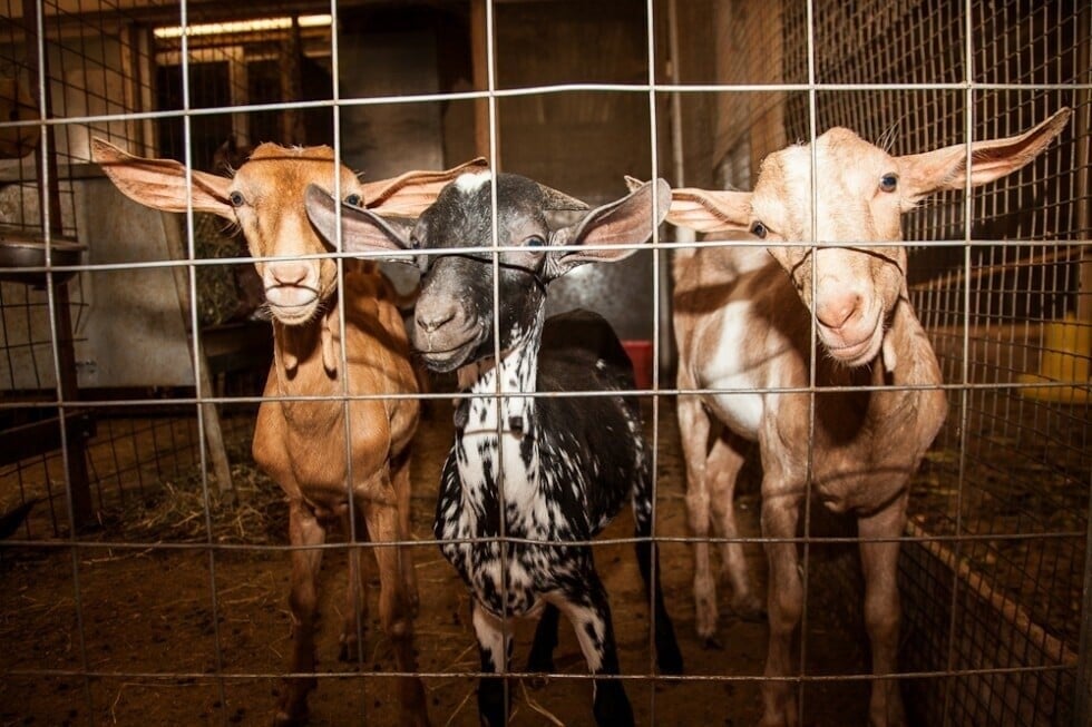 Μαντρί στην Αθήνα: Τι επιτρέπει και τι απαγορεύει ο νόμος