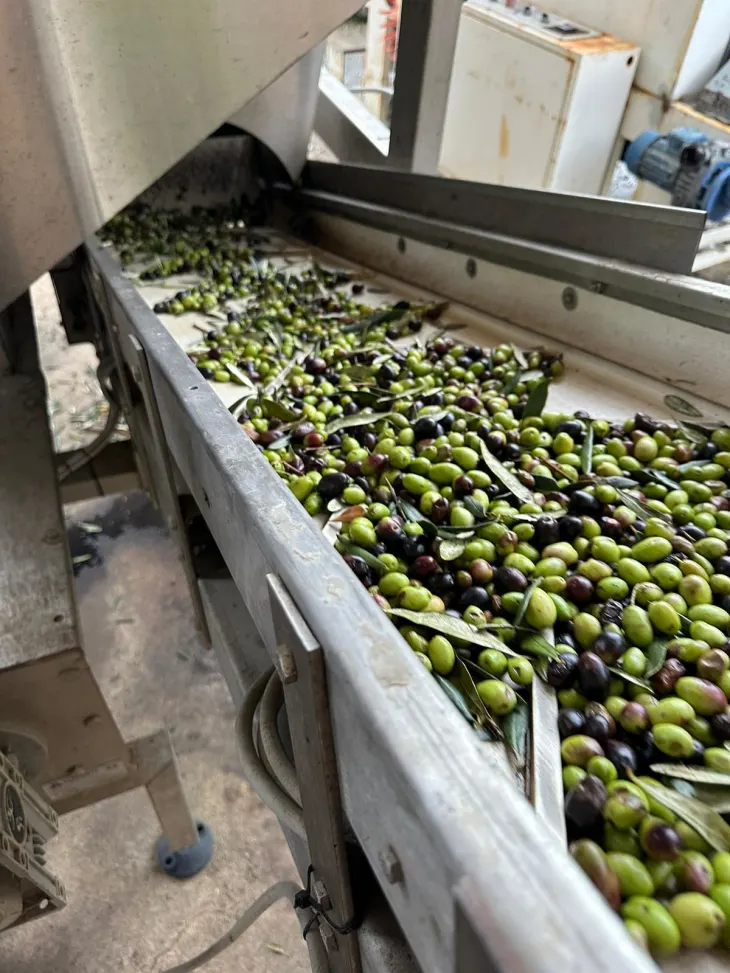 Περιβαλλοντικός συναγερμός στην Ηλεία για ρύπανση από ελαιουργείο