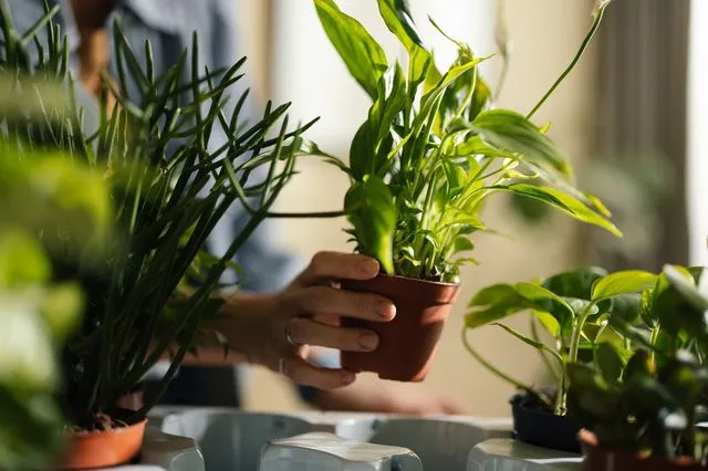 Γιατί πρέπει να αλλάξεις άμεσα τις πλαστικές γλάστρες στο μπαλκόνι σου