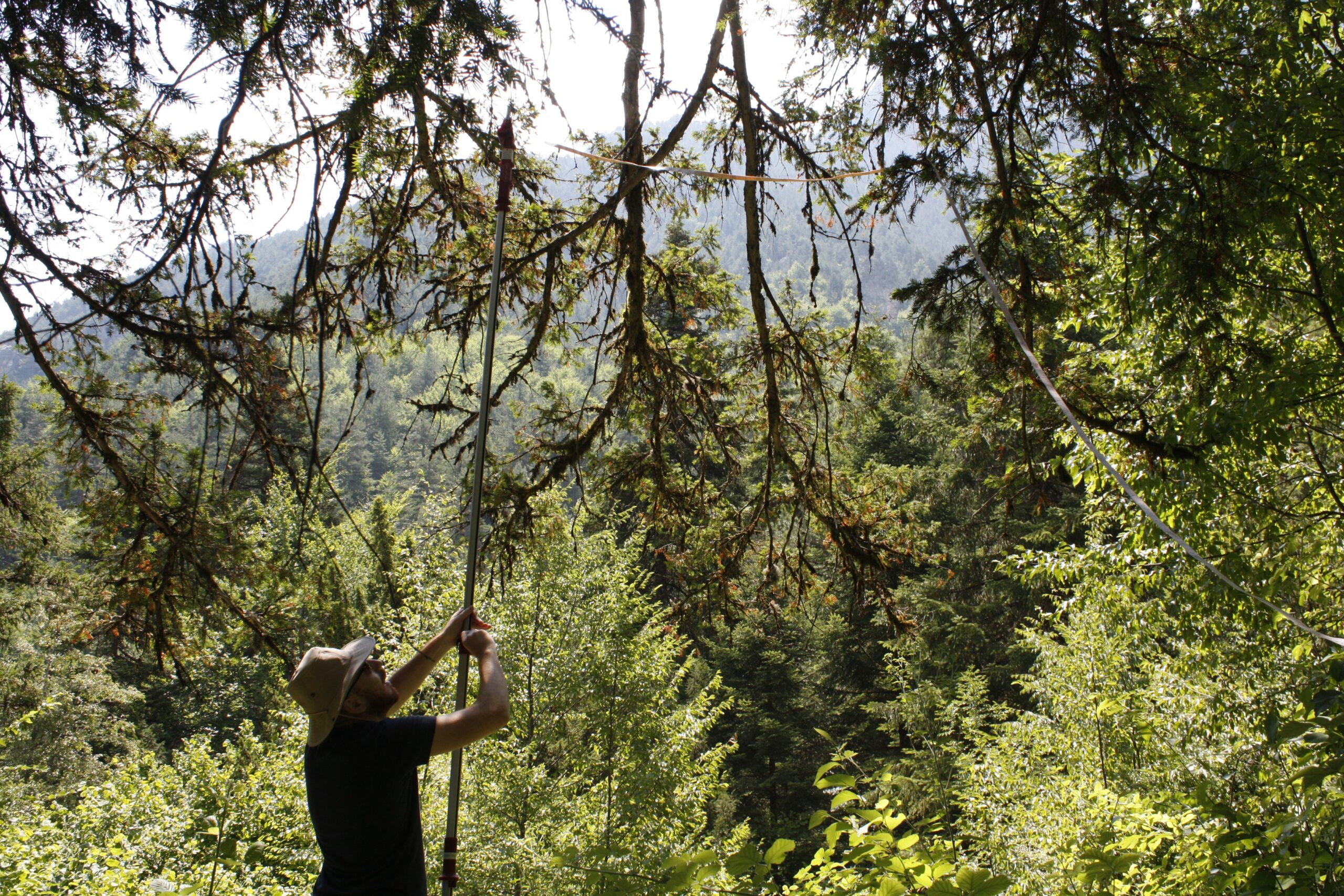 Το «δέντρο του θανάτου» στον Όλυμπο που πολεμά τον καρκίνο