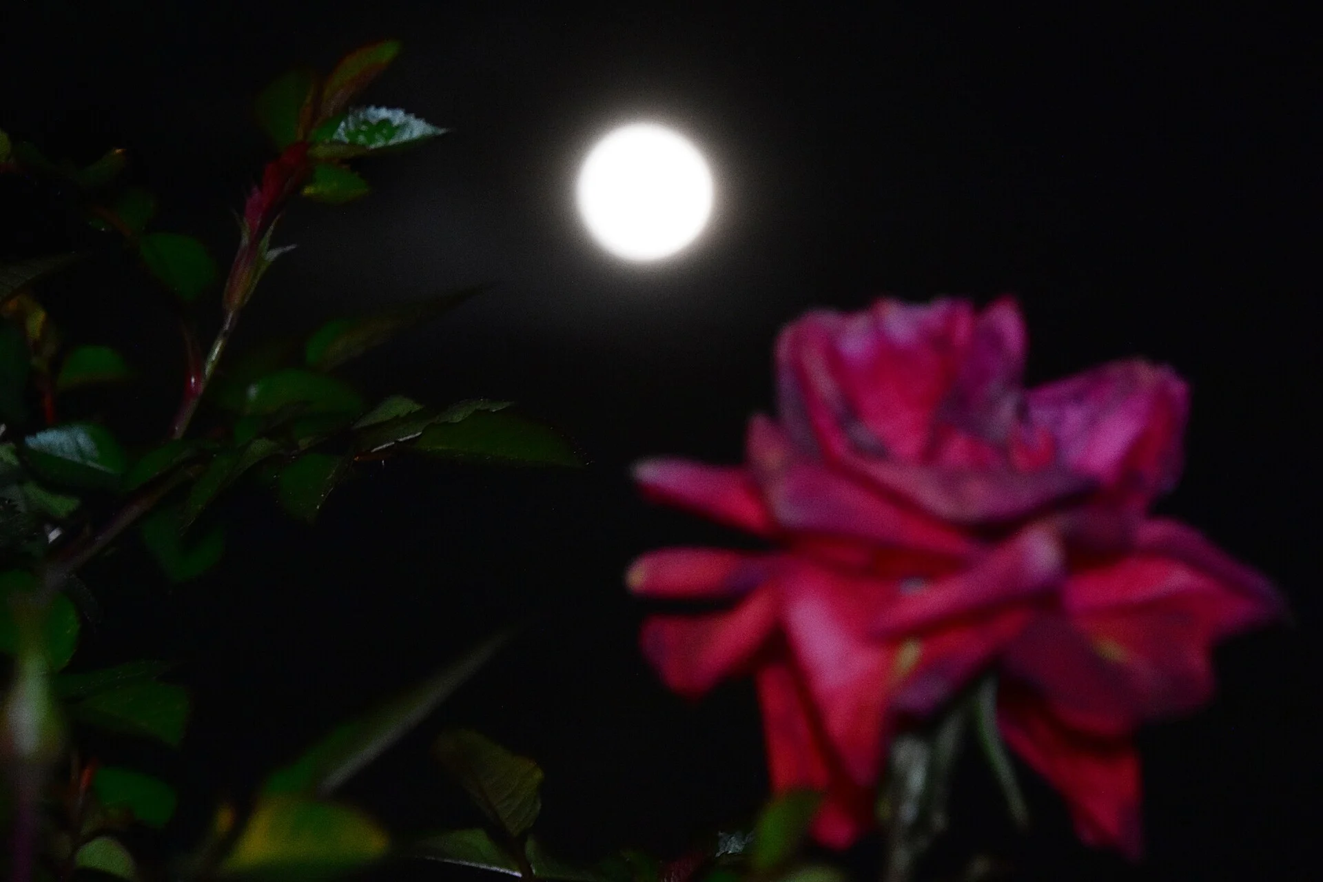 Πανσέληνος Μαΐου: Πότε θα εμφανιστεί το φεγγάρι των λουλουδιών στον ουρανό