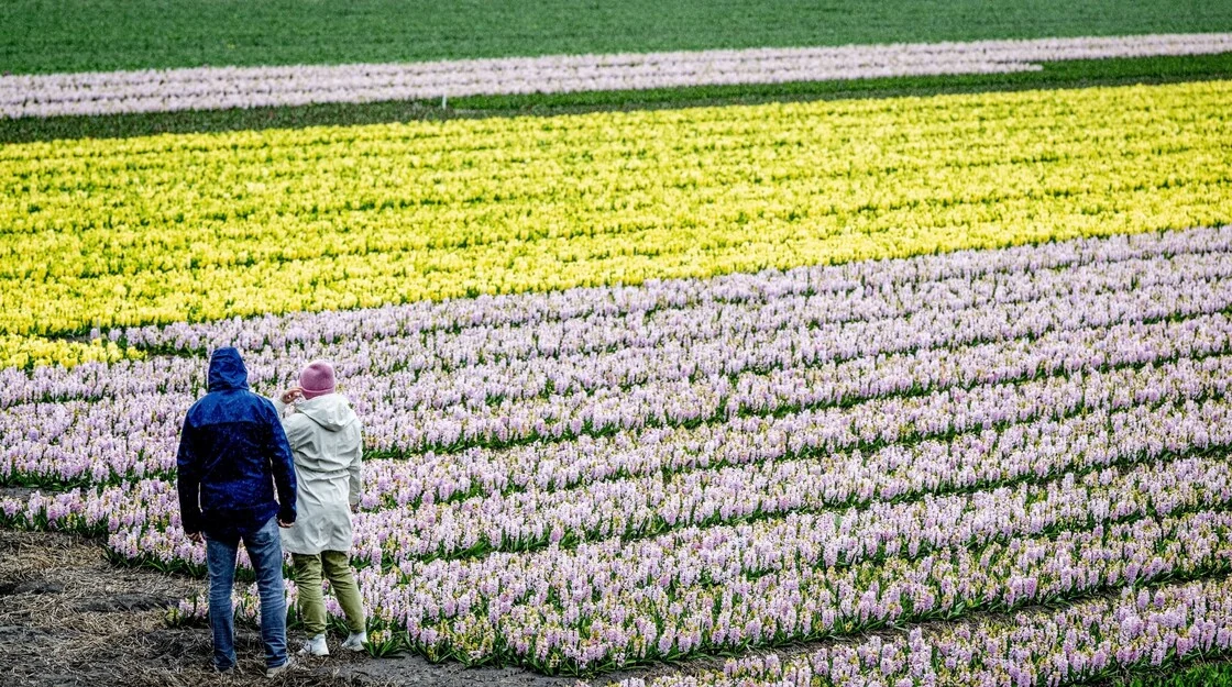 Ολλανδία: 7 εκατομμύρια τουλίπες στο πιο διάσημο ανοιξιάτικο πάρκο της Ευρώπης