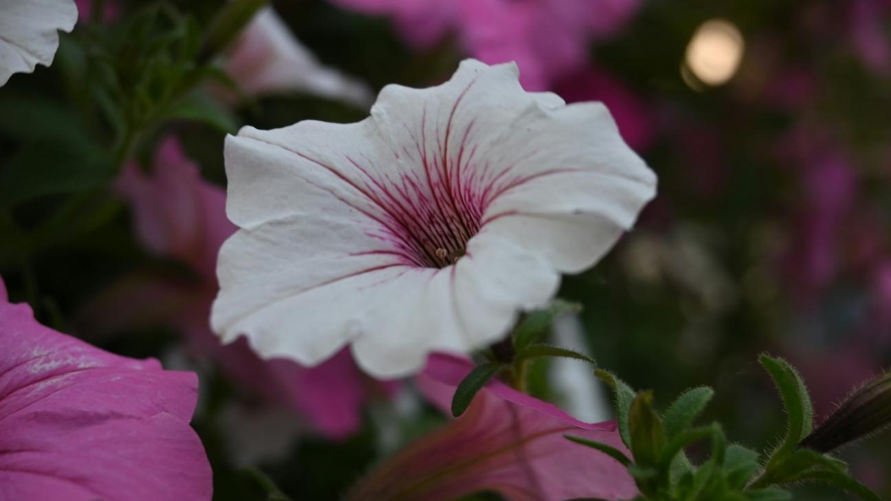 Καλύτερο από γεράνια: Αυτό το φυτό με άφθονα λουλούδια είναι το νέο αστέρι των μπαλκονιών