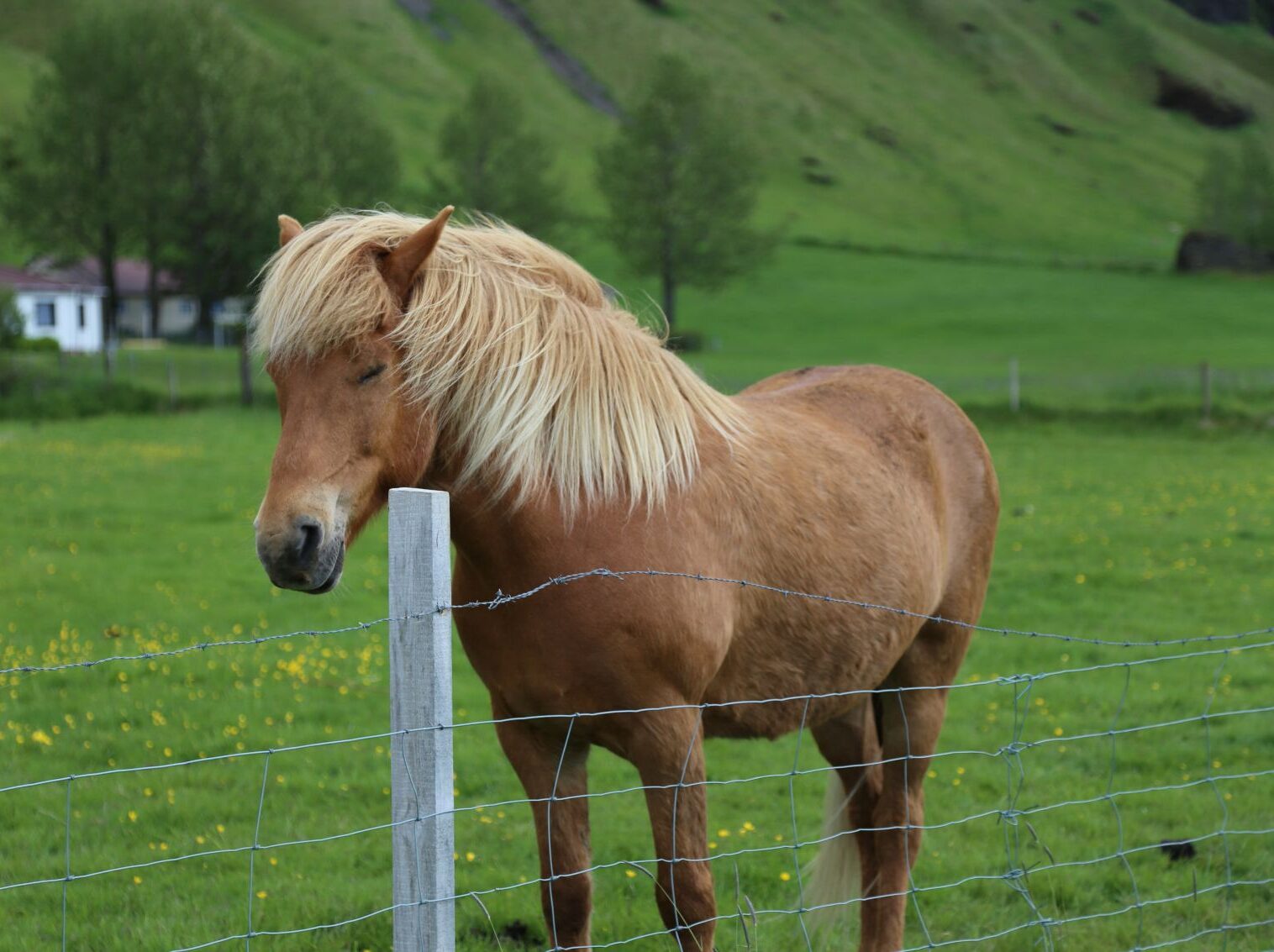 7 γνωστά ζώα που μπορούν και κοιμούνται όρθια
