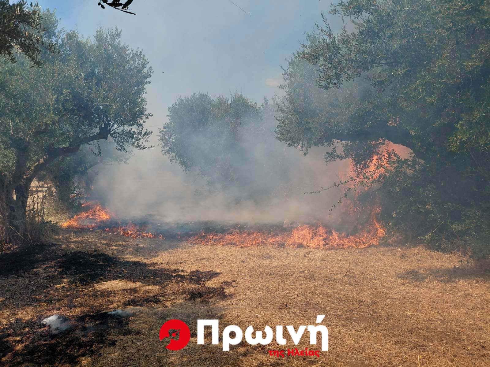 Ανάληψη Κυλλήνης: Ταχεία κινητοποίηση της Πυροσβεστικής απέτρεψε επέκταση πυρκαγιάς