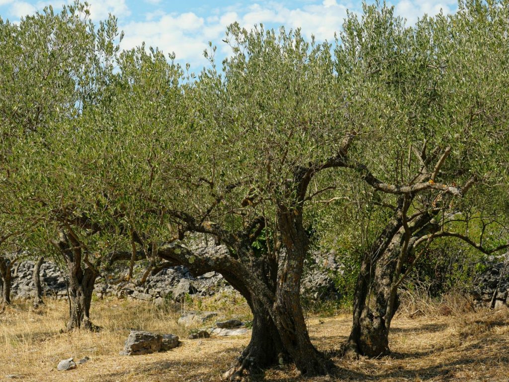 Η ελιά θα πάρει τα βουνά; Η κλιματική αλλαγή και οι απειλές