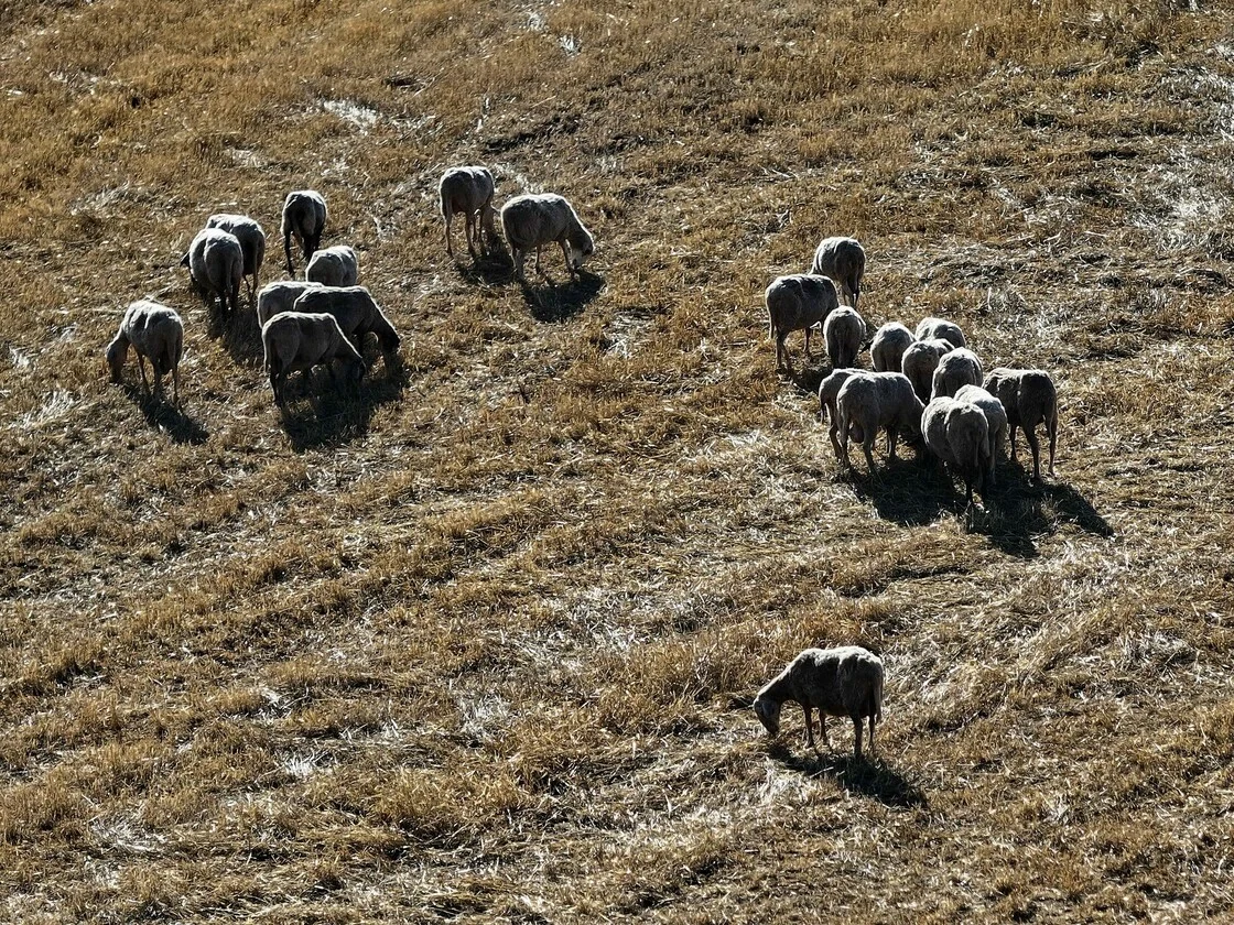 Πρώτα η πανώλη, μετά η ευλογιά, μετά ο πυρετός. Η κτηνοτροφία καταρρέει