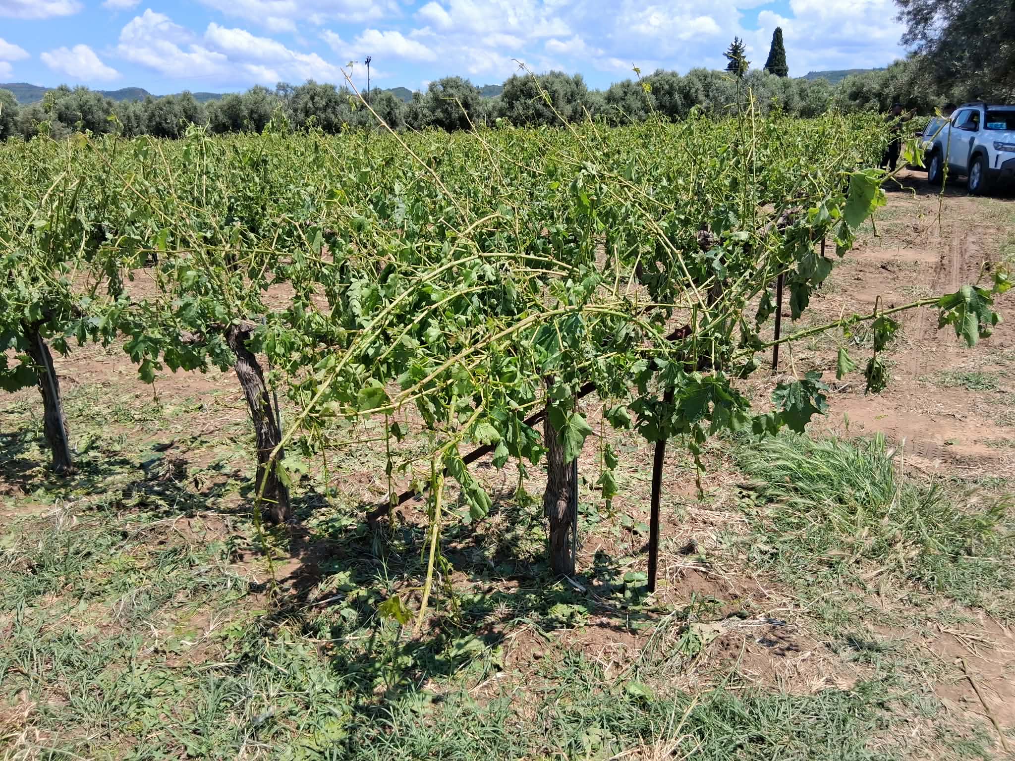 Ηλεία: Απρόσμενο πλήγμα από το χαλάζι