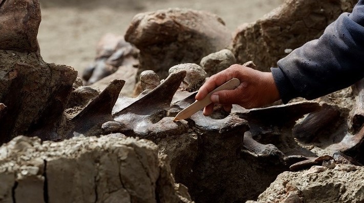 Βουλγαρία: Λείψανα μαμούθ αποκαλύφθηκαν στον Δούναβη