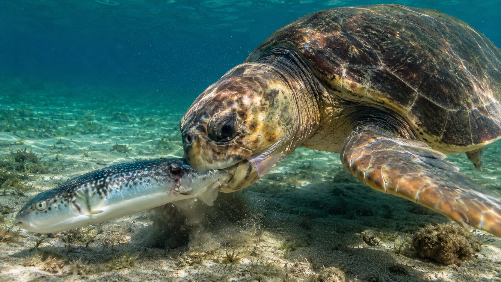 «Όπλο» κατά του λαγοκέφαλου η Caretta Caretta