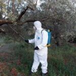 δολωματικών ψεκασμών δακοκτονίας στην ΠΕ Ηλείας