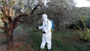 δολωματικών ψεκασμών δακοκτονίας στην ΠΕ Ηλείας