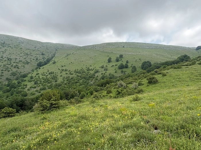 Από τα θερινά λιβάδια στην εγκατάλειψη: πώς χάνουμε τις υπηρεσίες των ορεινών μας οικοσυστημάτων