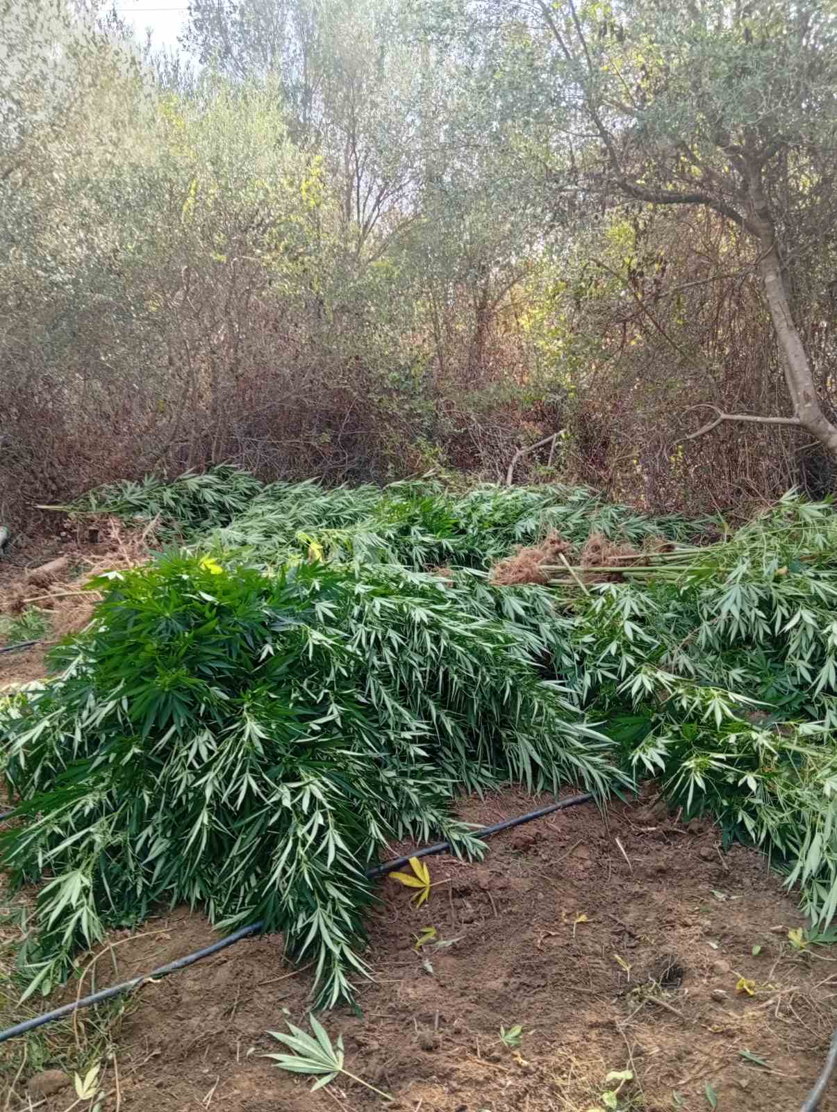 Συνελήφθησαν δυο άνδρες για καλλιέργεια και κατοχή ναρκωτικών – Το παράνομο όφελος που θα αποκόμιζαν ανέρχεται από τις -320.000- έως τις -480.000- ευρώ