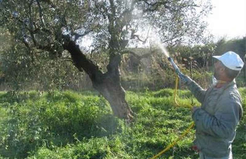 Ξεκίνησε δολωματικός ψεκασμός κατά του δάκου στην ΠΕ Ηλείας
