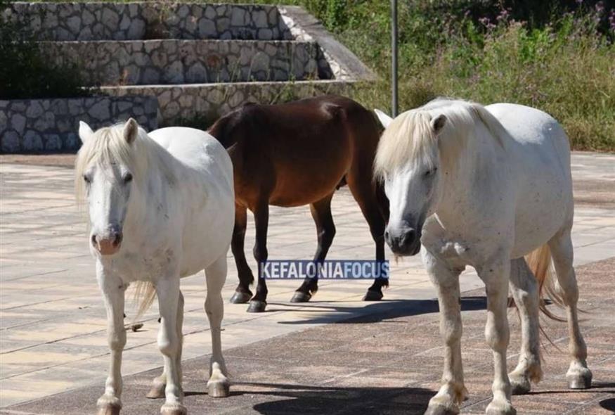 Κεφαλονιά: Κραυγή αγωνίας για τα άλογα του Αίνου – Χωρίς νερό, τα πυροβολούν στους δρόμους