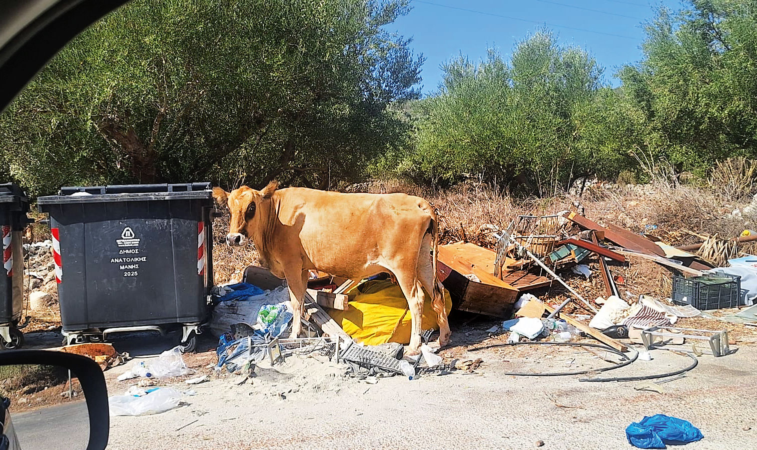 Μέσα Μάνη: Το φαινόμενο των «αδέσποτων» αγελάδων