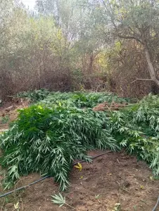 Εντοπίστηκε οργανωμένη φυτεία κάνναβης σε αγροτική περιοχή της Ηλείας