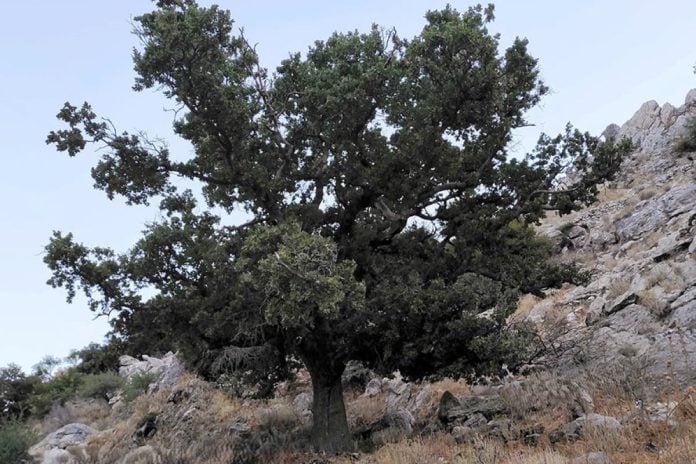 Η Ιερή Βελανιδιά Ελευθερίας της Μάνης εντάχθηκε στο Δίκτυο Αιωνόβιων Δέντρων Ελληνικής Επανάστασης