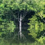 Θετικά νέα για τον Αμαζόνιο: Στο χαμηλότερο επίπεδο των τελευταίων 40 ετών η αποψίλωση του δάσους