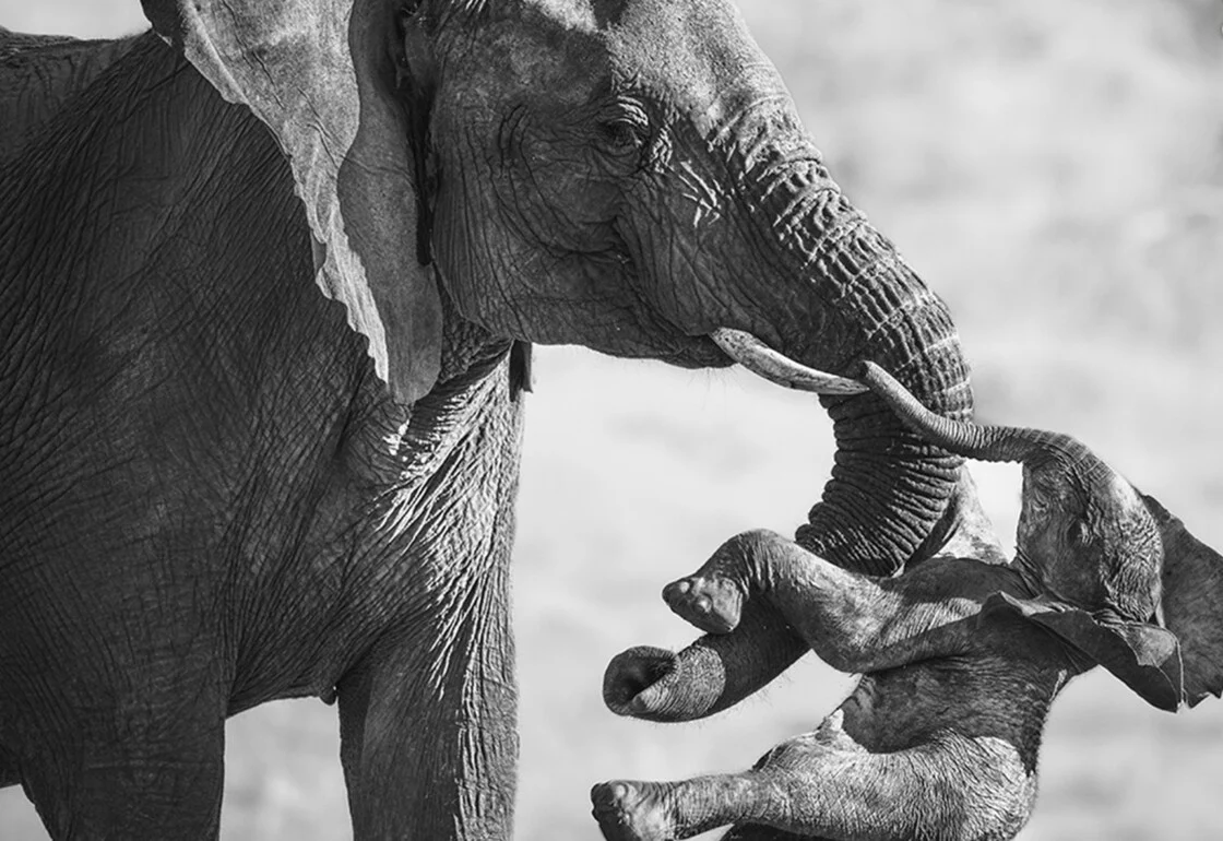 Wildlife Photographer of the Year 2026: Οι βραβευμένες φωτογραφίες σε όλες τις κατηγορίες